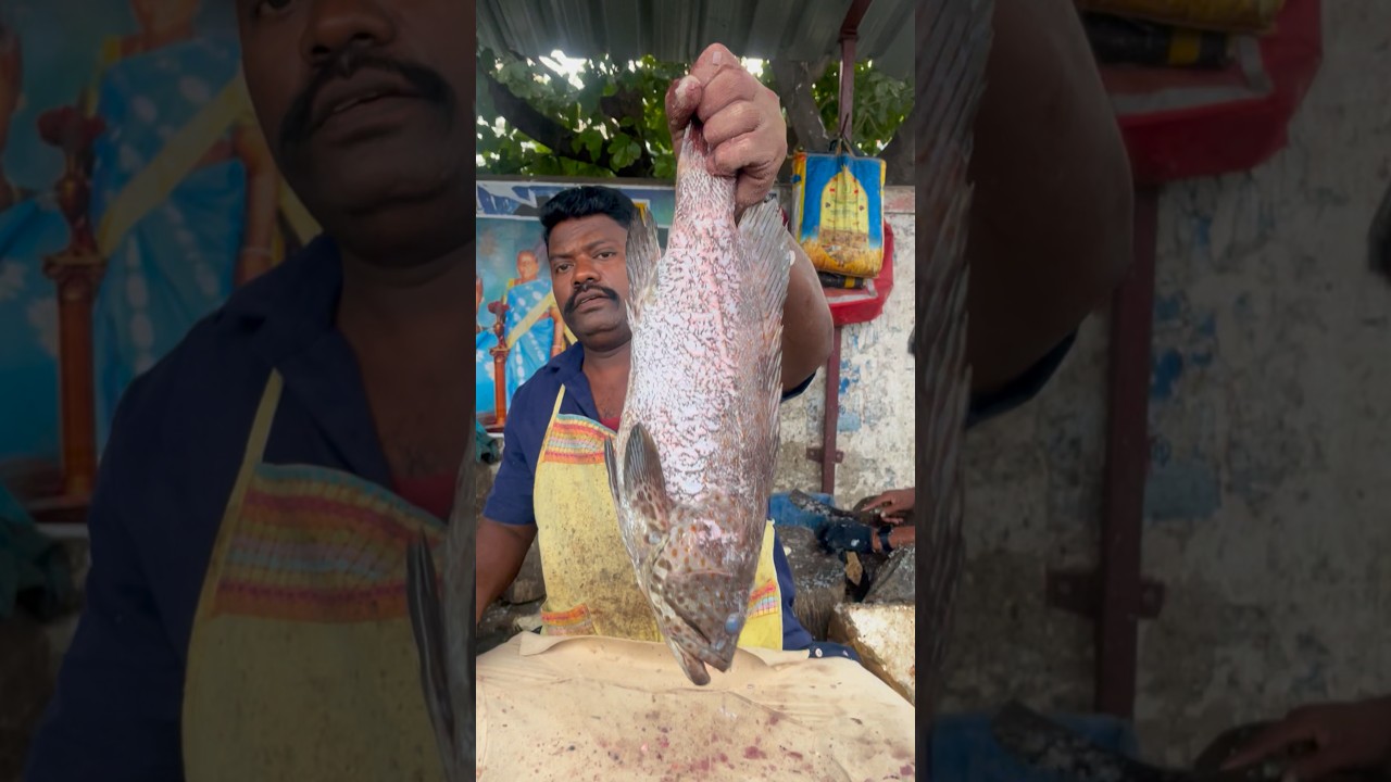 KASIMEDU SPEED SELVAM FISH CUTTING VIDEO 