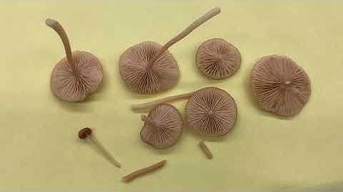 Mushroom identification using a microscope (Entoloma bisporum)