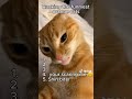 Ranking The Funniest Orange Cat Moments
