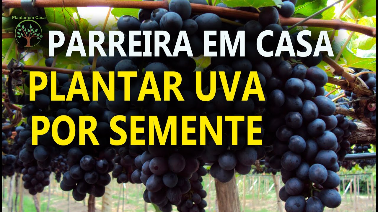 Como Plantar uma Parreira em Casa de forma correta - YouTube