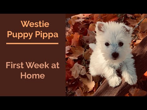 Westie Puppy Pip's First Week Home