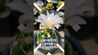 💞🌈선인장꽃💗#다육식물 #선인장 #cactus #다육식물 #Succulents #아프리카식물 #하월시아 #코노 #정교환 #신천지금 #시월다육선인장 💞🎊