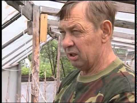 Сидераты и мульча