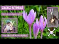 Ref:8MBBRM9wghA Colchico - il "falso zafferano": colchicum autumnalis