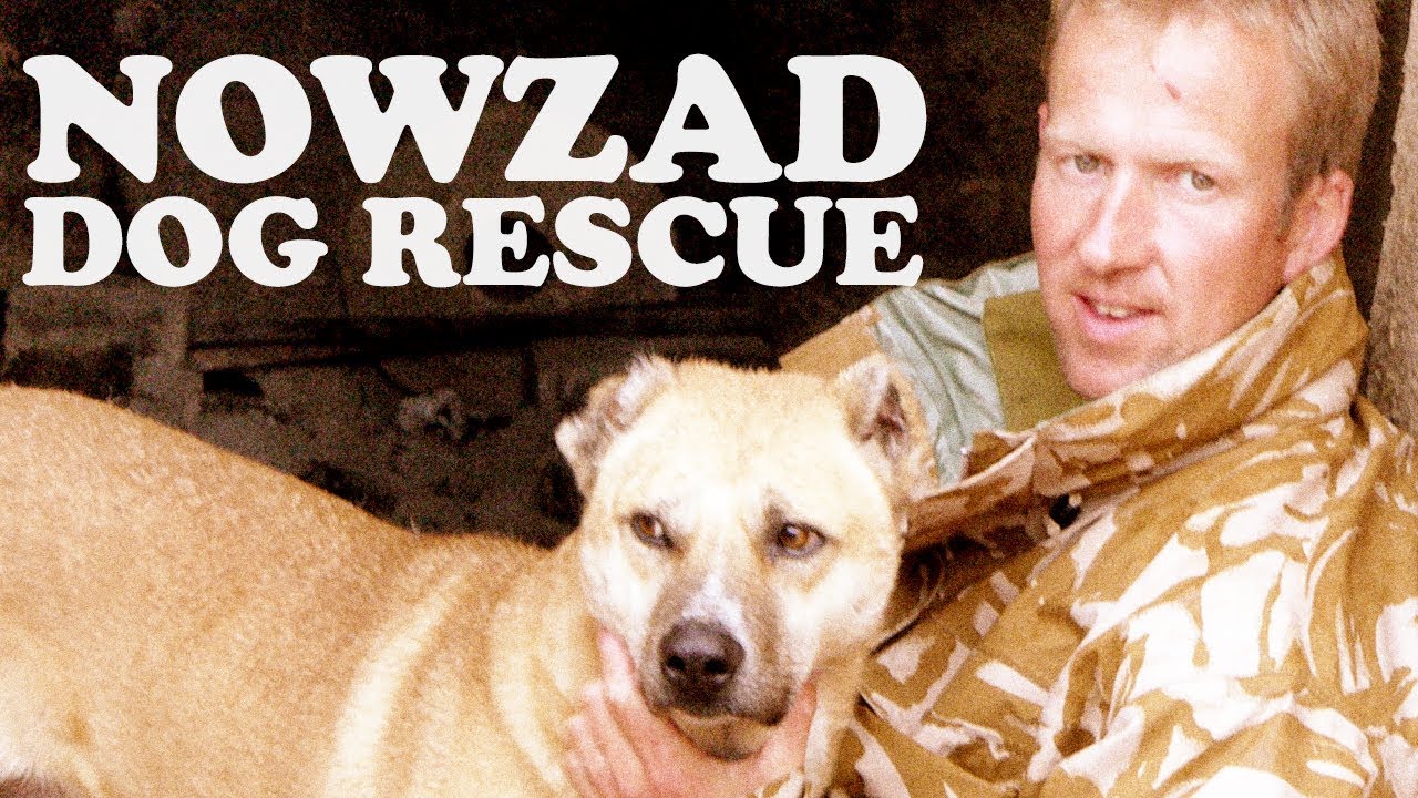 Bringing home the 🐕 dogs of war - Nowzad dog rescue |🇦🇫 NATO in  Afghanistan - YouTube