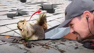 Tired of a noisy squirrel taking up residence in your attic? - Sacramento Pest Control by Zepol Labs Pest Control 467 views 3 months ago 12 minutes, 20 seconds