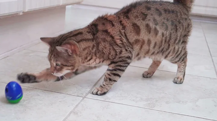 Video 5375101: bengal cat asian leopard, bengal mix cat, wild asian leopard cat, asian leopard cat domestic, bengal cat meets, little leopard, cat breed