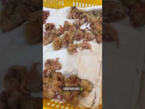 طريقة تفقيس بيض حمام