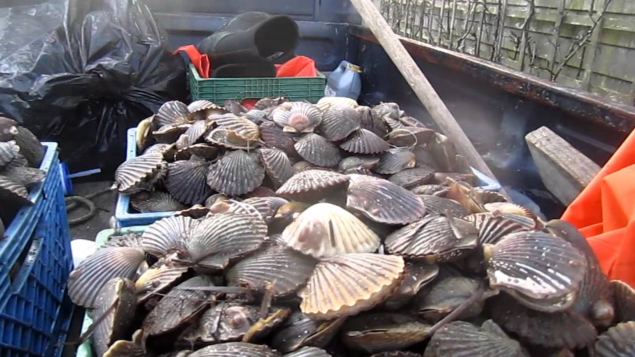 Scalloping 5 YouTube