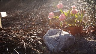 Green Burials: Another Way to Say Goodbye