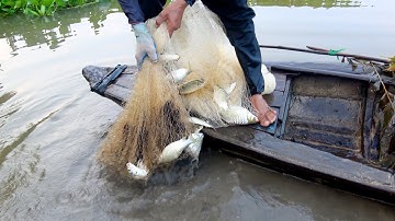 Chài Cá Mè Vinh Trên Sông Vàm Cỏ Bằng Mồi Gia Truyền, CÁ TRẮNG CHÀI/Fishing in the raging river #287