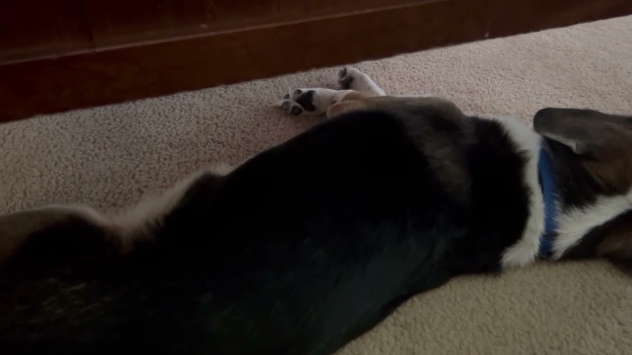 My Dog Twitching in his Sleep