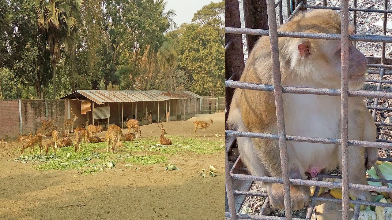 Rajshahi A H M Kamruzzaman Central Zoo visit Rajshahi Bangladesh YouTube