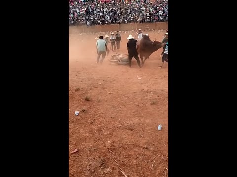Video: Spanish bull: piav qhia, qhov ntev, qhov hnyav, duab. Bullfights: bullfighting kab lig kev cai, nta, theem thiab cov cai