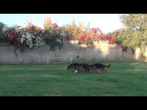 Berger Allemand Maroc élevage Berger Allemand 0648026260