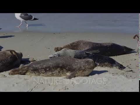 Pacific Harbor Seals (Phoca vitulina richardsi)