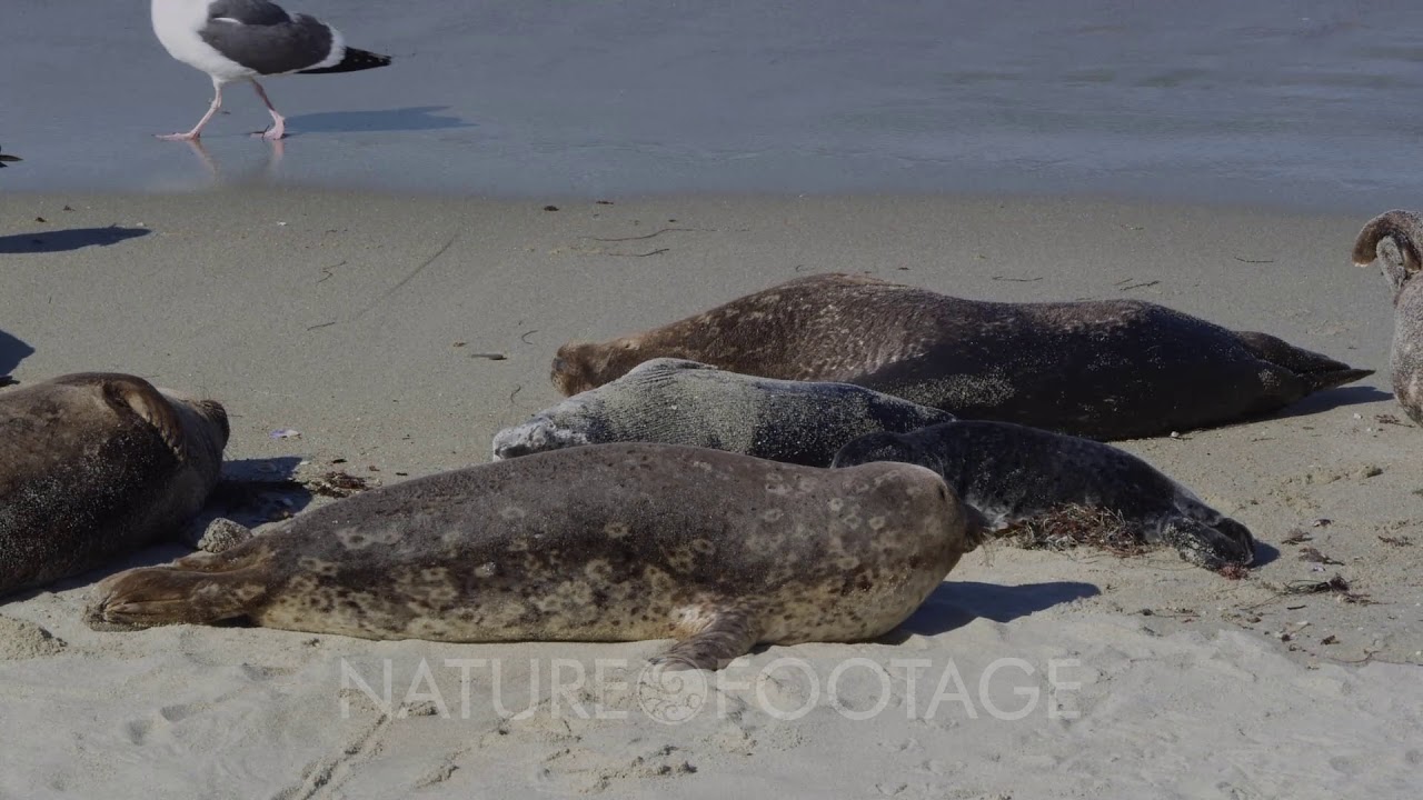 Pacific Harbor Seals (Phoca vitulina richardsi)