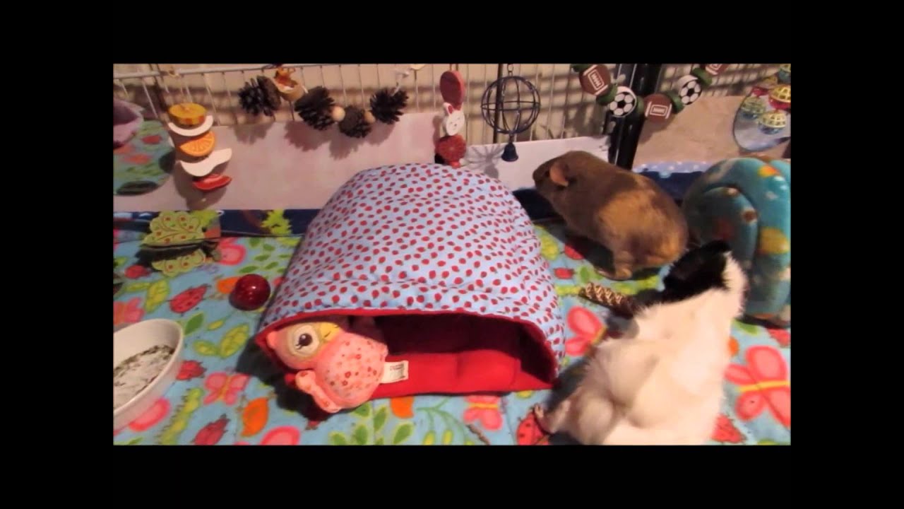 small pets for kids The Porter Piggies Review!