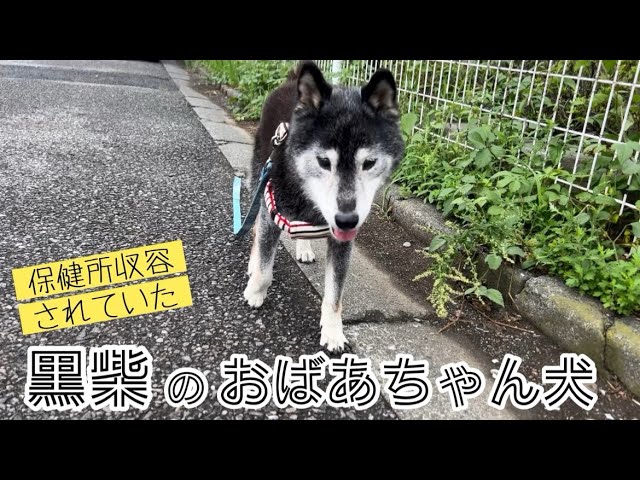 くろしば家 ページ 黒柴おばあちゃん犬を家族に迎えました。【黒柴保護犬】 - YouTube