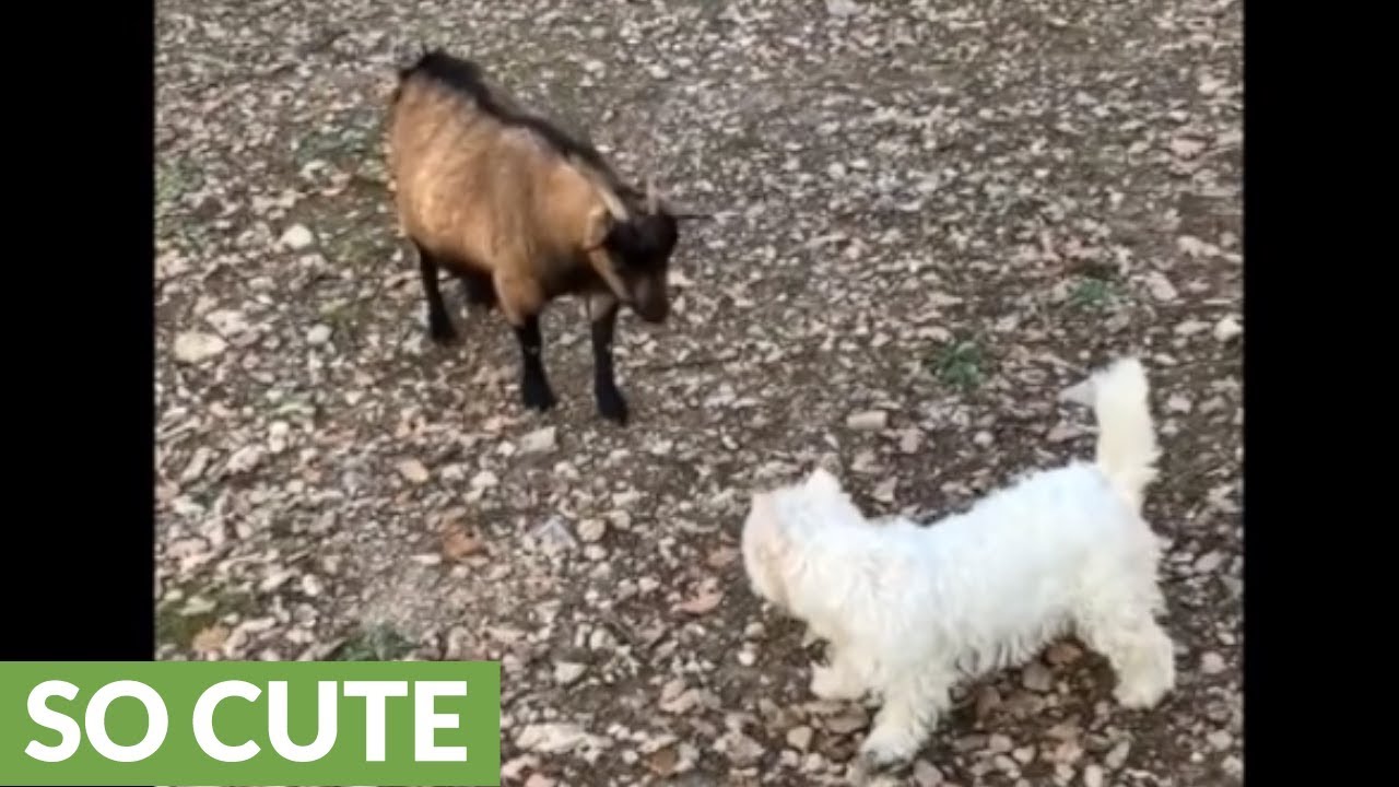 dog and goat get in truck Westie & goat besties chase each other all over the farm
