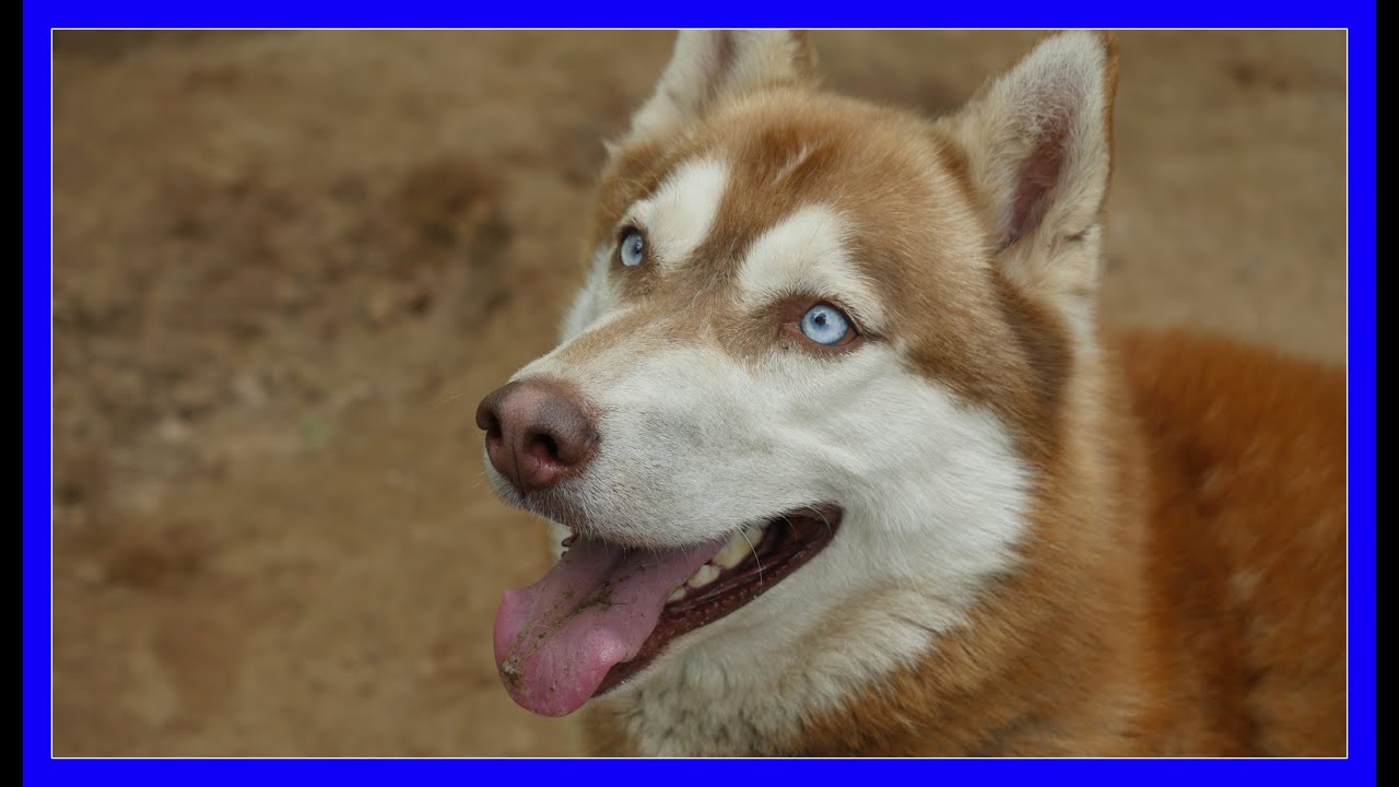 harry houdini husky rescue