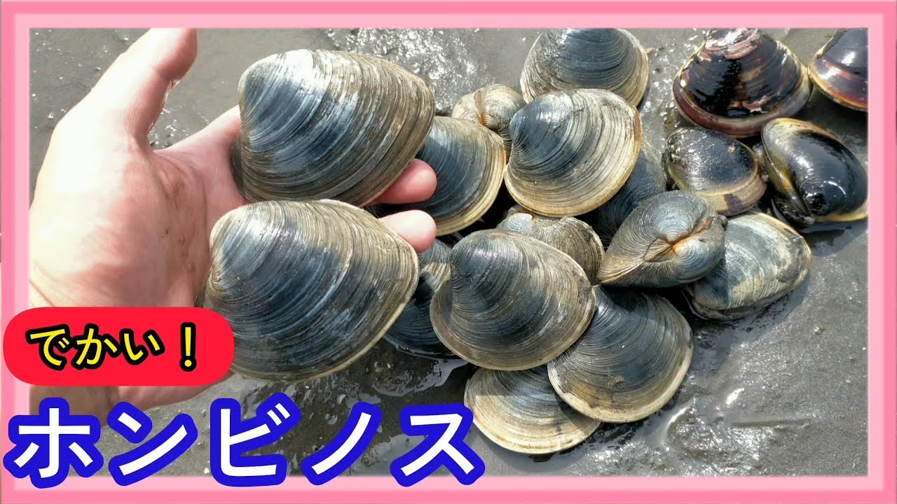 【潮干狩り】潮干狩りでホンビノスとハマグリ😍を低温調理した結果…😫