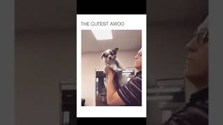 #funny #dogs #pet #dogscats#dogshorts #dog#doglover#doglife