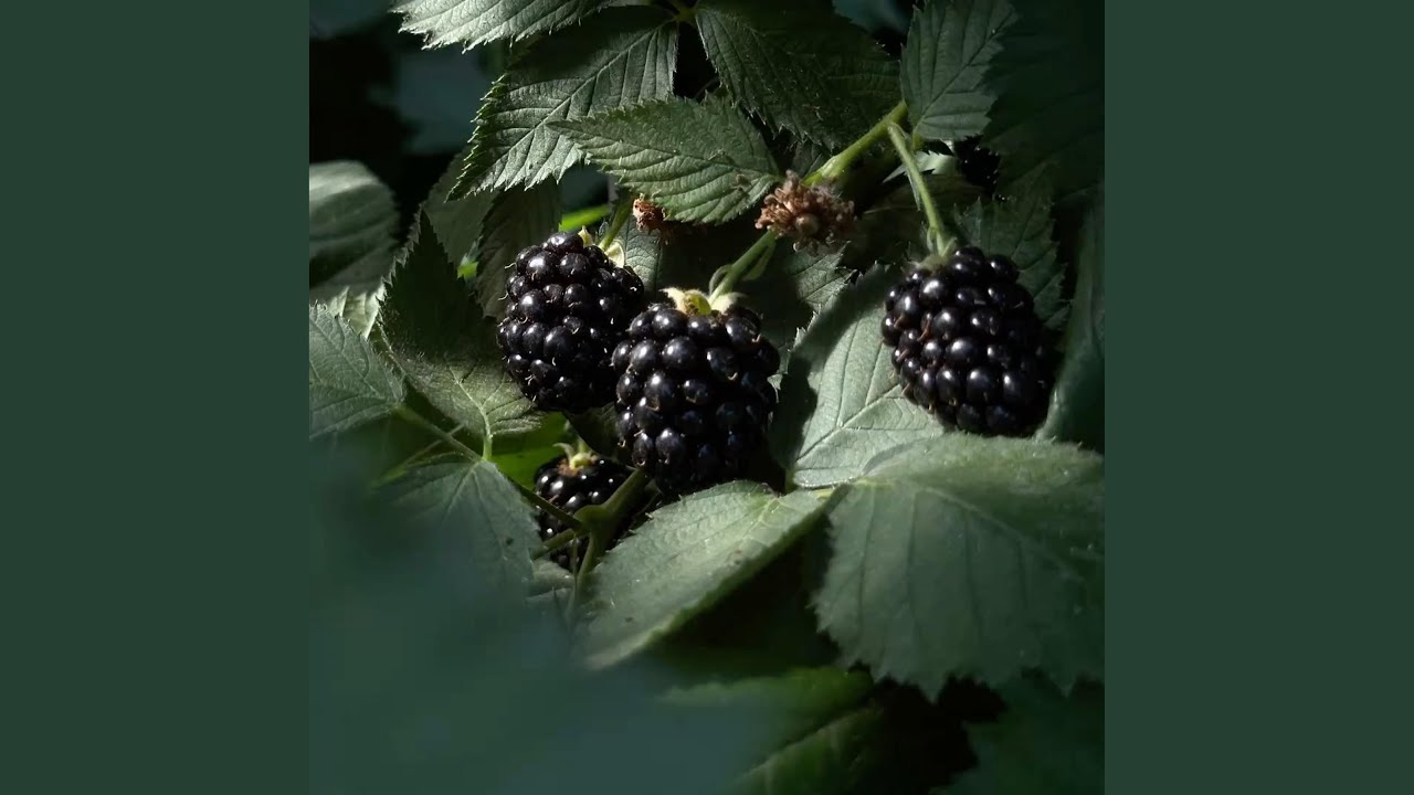Watch Bramble on YouTube Watch Bramble on YouTube