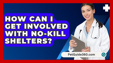 How Can I Get Involved With No-kill Shelters? - PetGuide360.com