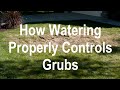 How to Kill Grubs in a Lawn without Chemicals - Stop Grub Eggs by Watering Correctly in July