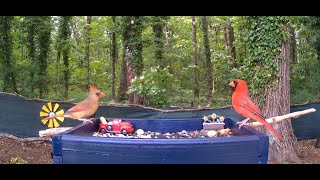 LIVE Daily PIP ☀ Bird 🎼 Chorus; Hummingbirds, Cardinals 🐦 Bluebirds, Finches, Jays, Woodies, & ⛲More