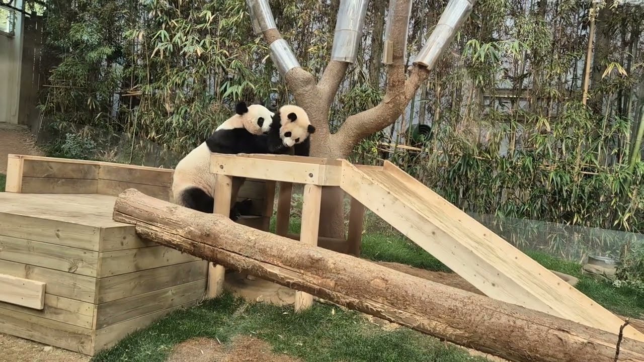 루이바오 솜뭉치 시절 아기천사 루이👼👼 20240309