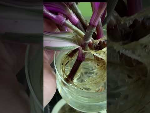 Vídeo: Inch Plant Houseplant: Como cuidar da minha planta de polegada
