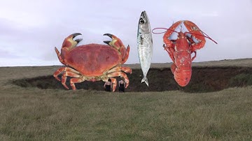 Polventon (excerpt) - Lucy Stein & Shana Moulton