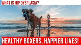 Hip Dysplasia in Boxers: Causes, Symptoms, and Prevention