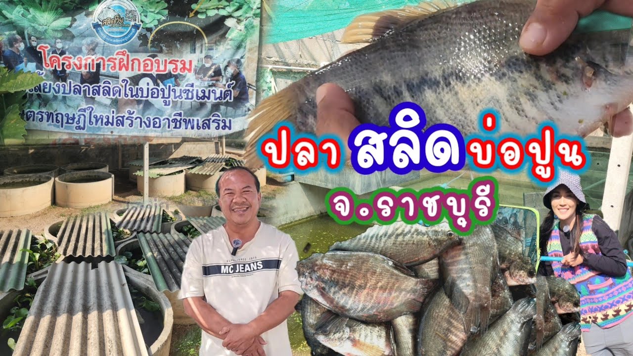 ปลาสลิดบ่อปูน!!ลงทุนหลัก