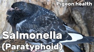 Salmonella or Paratyphoid in Pigeons - Pigeon Health Episode #7