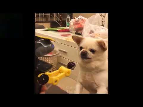 Funny animal moments  funny video  #animals #cats #funnycats #funniestanimals #dogsvideos