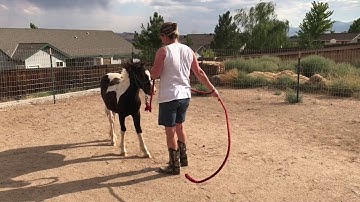 Lesson 1 - 20 wk Weanlings