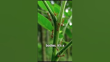 Exploding Ants: Nature’s Tiny Suicide Bombers!