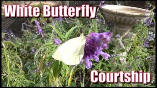 White Butterfly Courtship