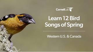 Learn 12 Bird Songs of Spring: Western U.S. & Canada screenshot 4