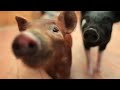 Adorable Rescued Piglets Frolick