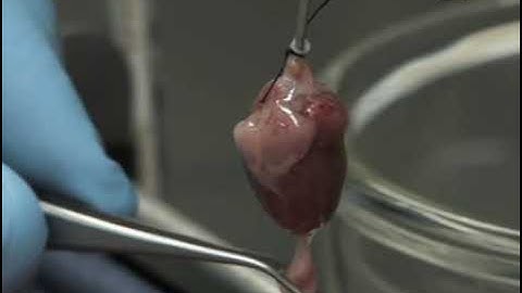 Myocytes from adult rat hearts, in primary culture