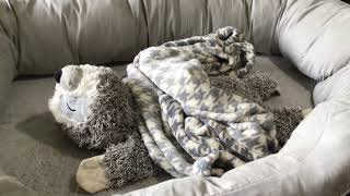 Newborn Assessment-Roel B