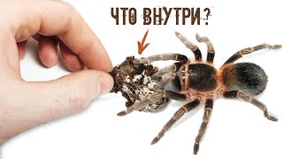 Пауки. Размножение пауков птицеедов. Почему паук не липнет к паутине.