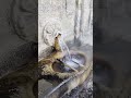 Why was urine worth money in Ancient Rome?