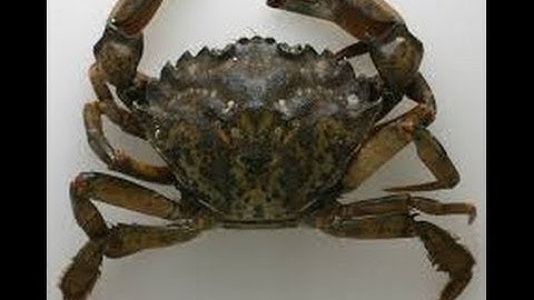 HOW TO BAIT A GREEN CRAB FOR BLACKFISH