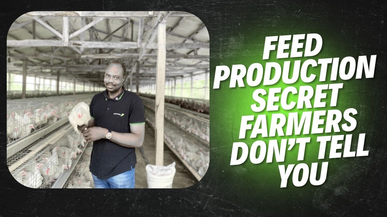 Poultry Feed Formulation Secrets for Faster Growth