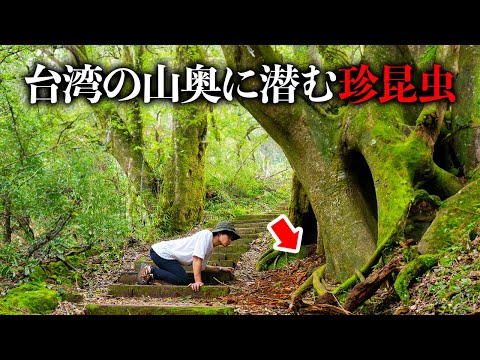 Find that stag beetle at the end of a two-hour mountain climb in Taiwan